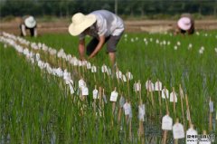 農(nóng)業(yè)生產(chǎn)環(huán)境監(jiān)測系統(tǒng)的工作原理